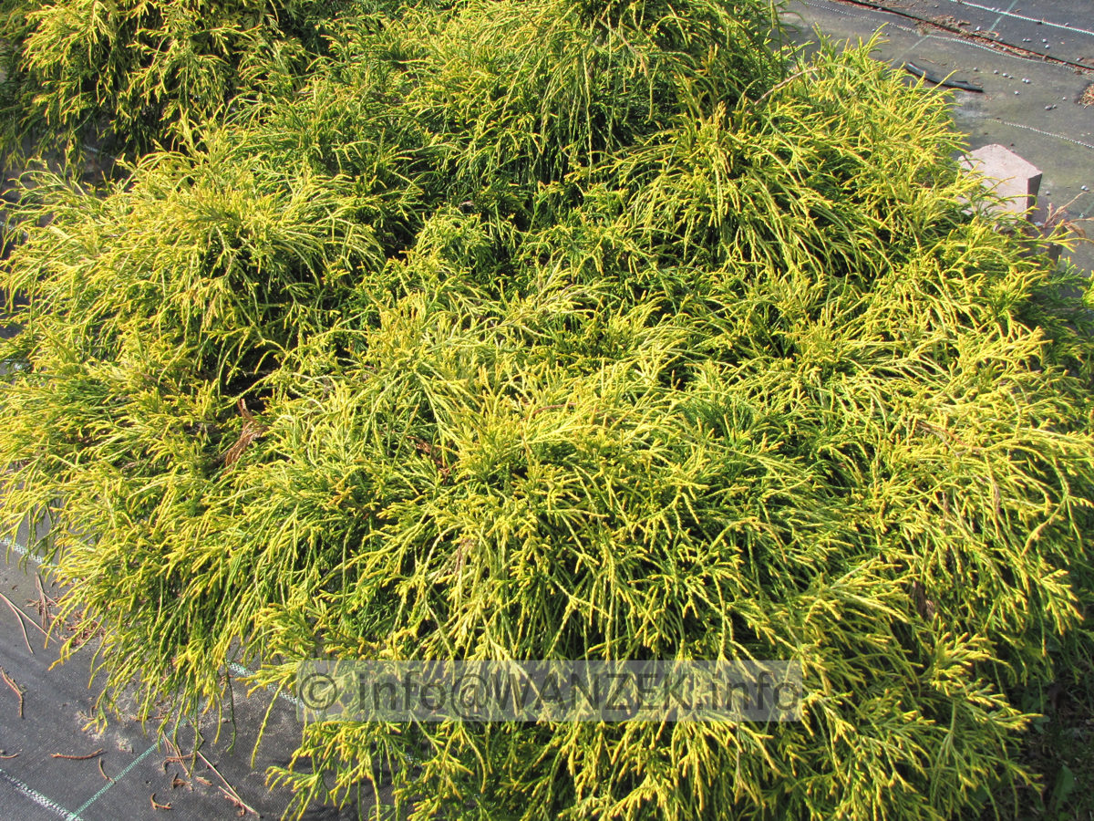 Chamaecyparis pisifera Filifera Nana Aurea 03b.JPG